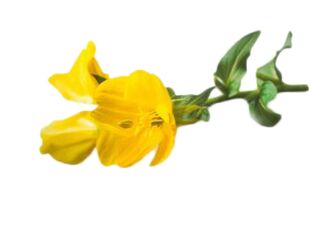 Прімуловое масло в складі Reduslim